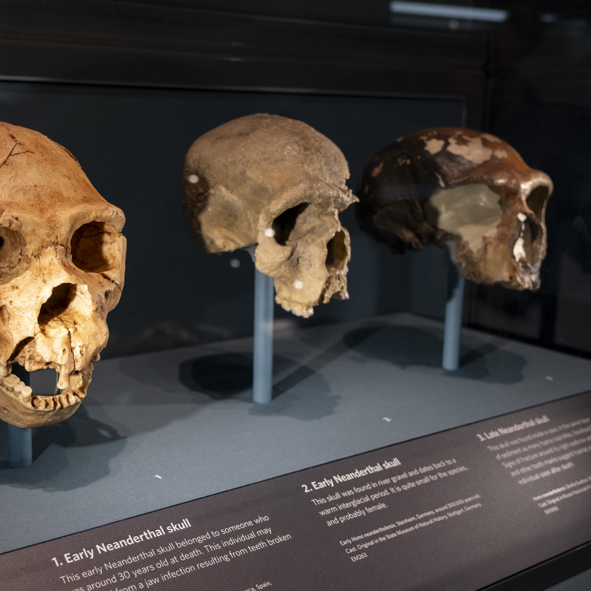 Million-Year-Old Skull in China Could Rewrite Human Evolution - Men's  Fitness